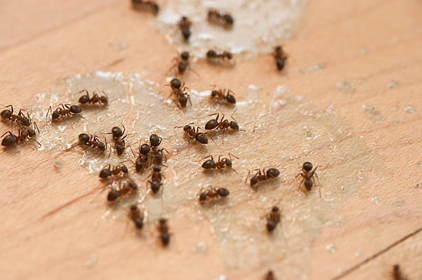 Best Residential Pest Control  in Brundidge, AL