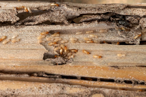 Best Emergency Pest Control  in Brundidge, AL